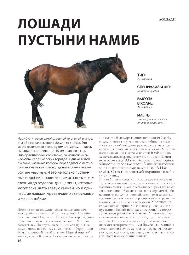 Лошади