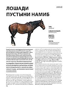 Лошади