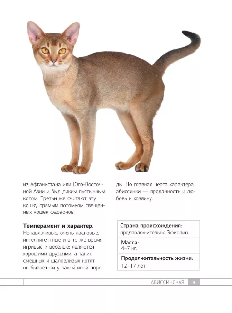 Кошки. 60 самых популярных пород. Иллюстрированный определитель
