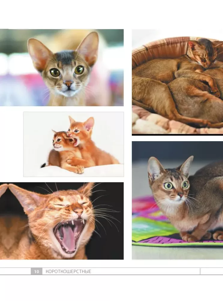 Кошки. 60 самых популярных пород. Иллюстрированный определитель