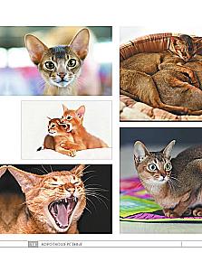 Кошки. 60 самых популярных пород. Иллюстрированный определитель