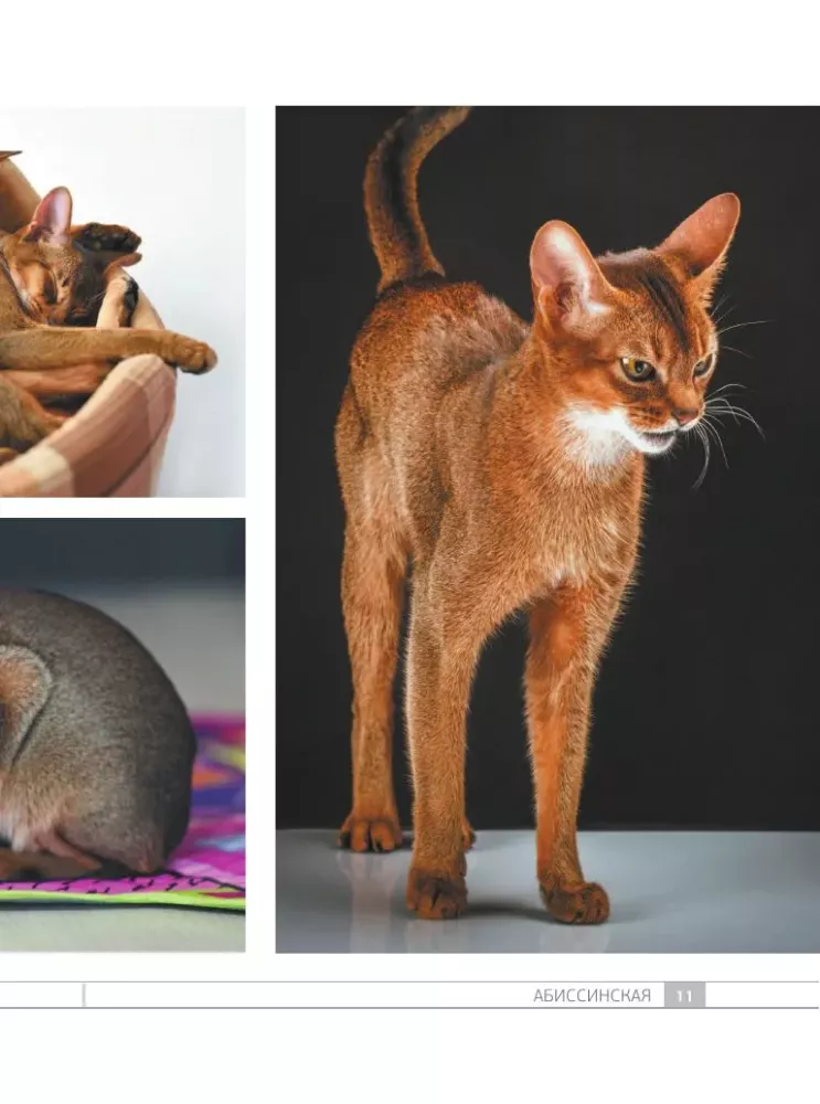 Кошки. 60 самых популярных пород. Иллюстрированный определитель
