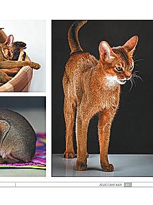 Кошки. 60 самых популярных пород. Иллюстрированный определитель