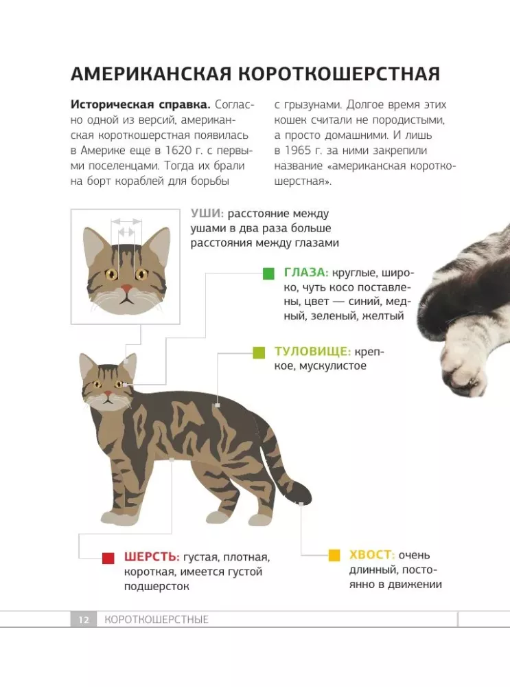 Кошки. 60 самых популярных пород. Иллюстрированный определитель