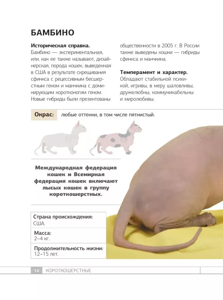 Кошки. 60 самых популярных пород. Иллюстрированный определитель