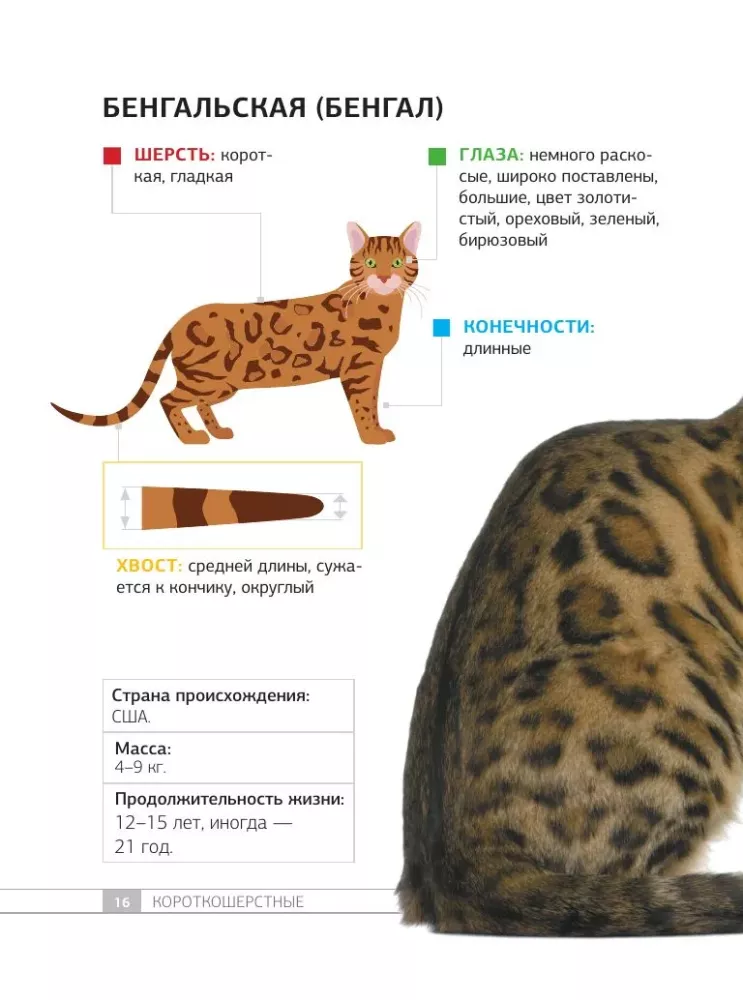 Кошки. 60 самых популярных пород. Иллюстрированный определитель