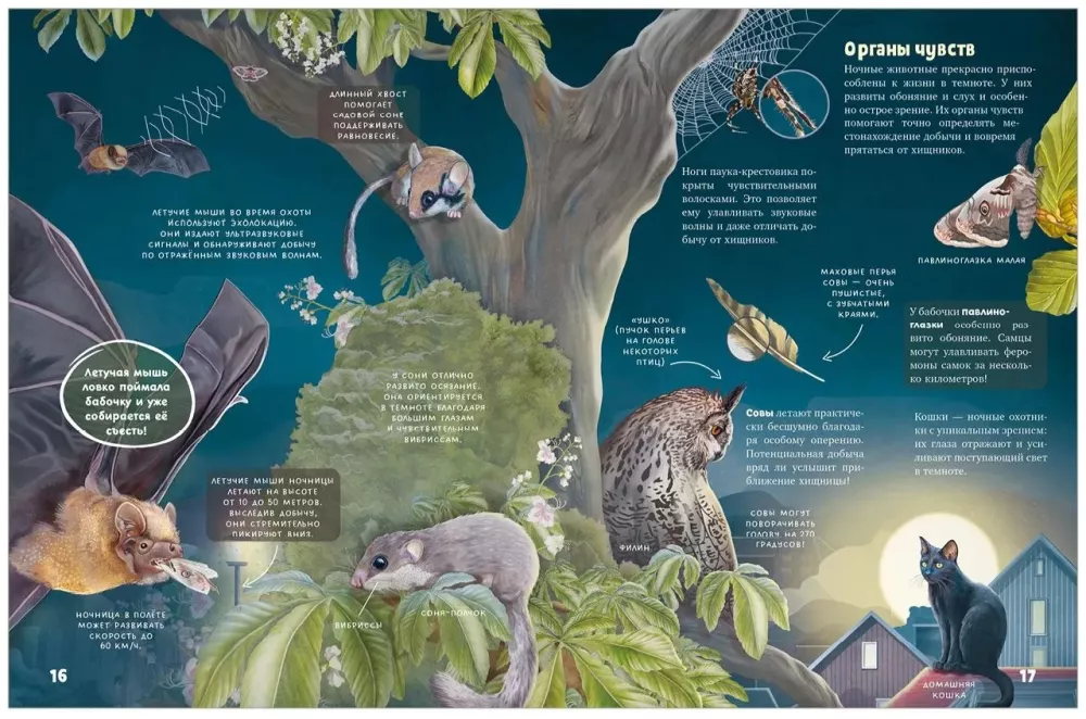 Secrets of Nocturnal Animals. A Visual Encyclopedia