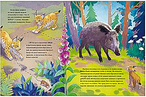 Kleiner Luchs. Abenteuer im Wald