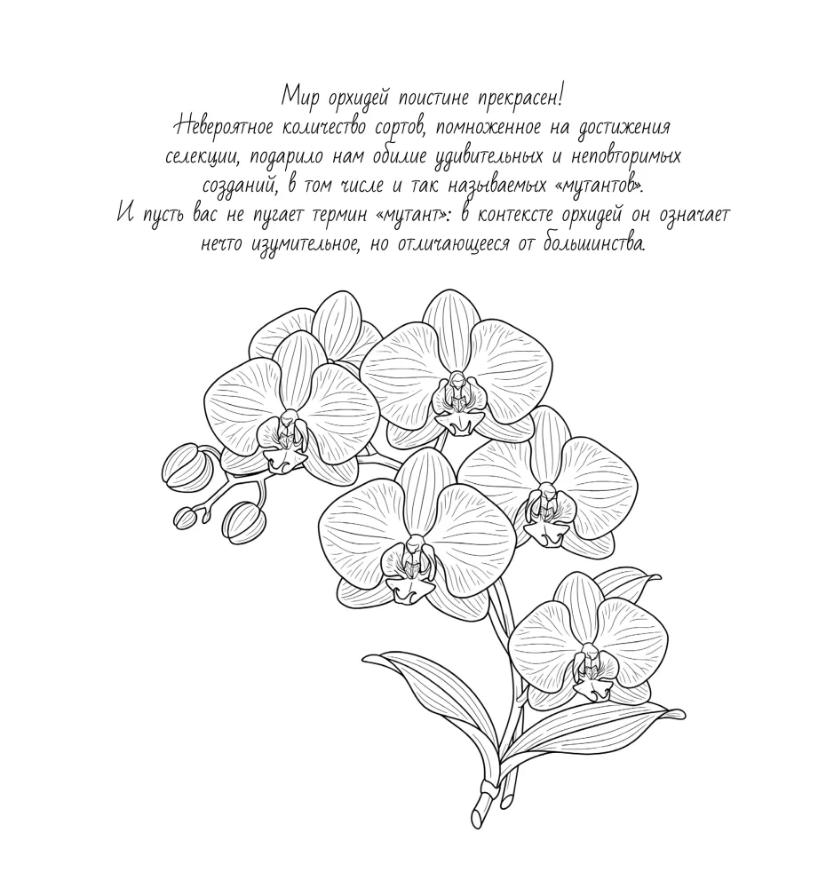 Сад орхидей. Антистресс-раскраска