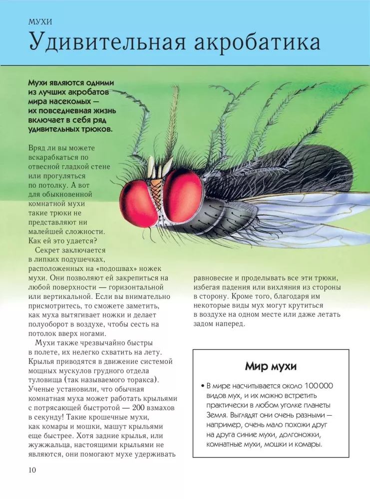 Insekten. Vollständige Enzyklopädie
