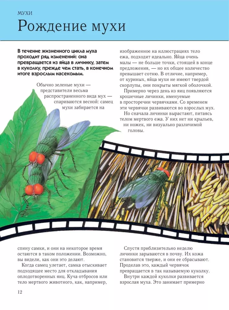 Insekten. Vollständige Enzyklopädie