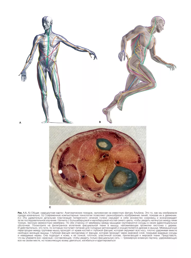 Anatomiczne pociągi — zdjęcie 8