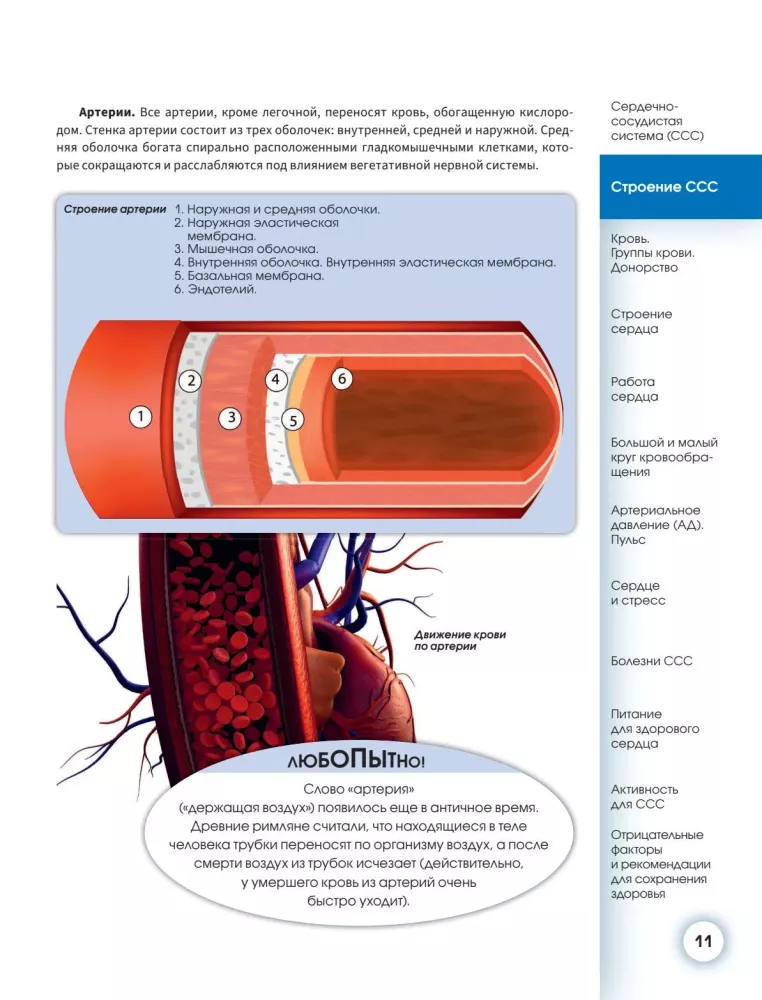 Popular Atlas of Human Anatomy. Cardiovascular System