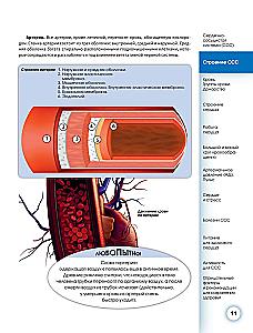 Popular Atlas of Human Anatomy. Cardiovascular System