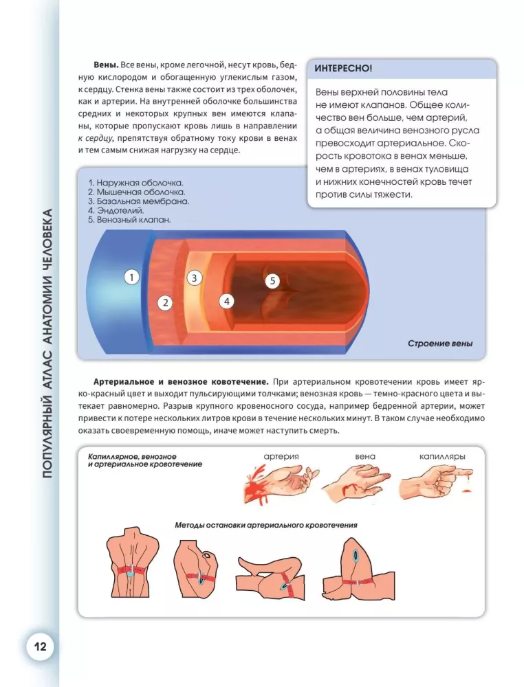Popular Atlas of Human Anatomy. Cardiovascular System