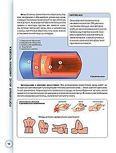 Popular Atlas of Human Anatomy. Cardiovascular System
