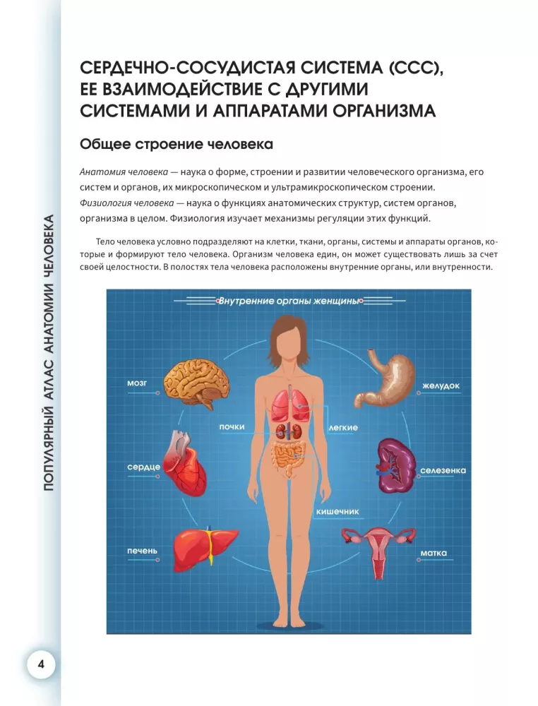 Popular Atlas of Human Anatomy. Cardiovascular System