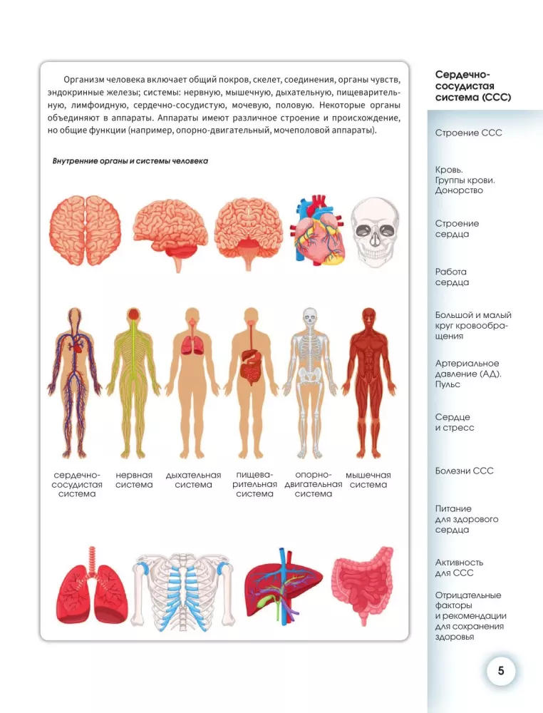 Popular Atlas of Human Anatomy. Cardiovascular System