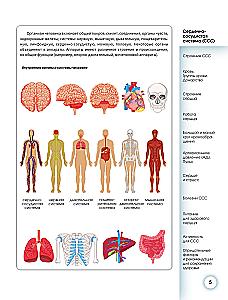 Popular Atlas of Human Anatomy. Cardiovascular System