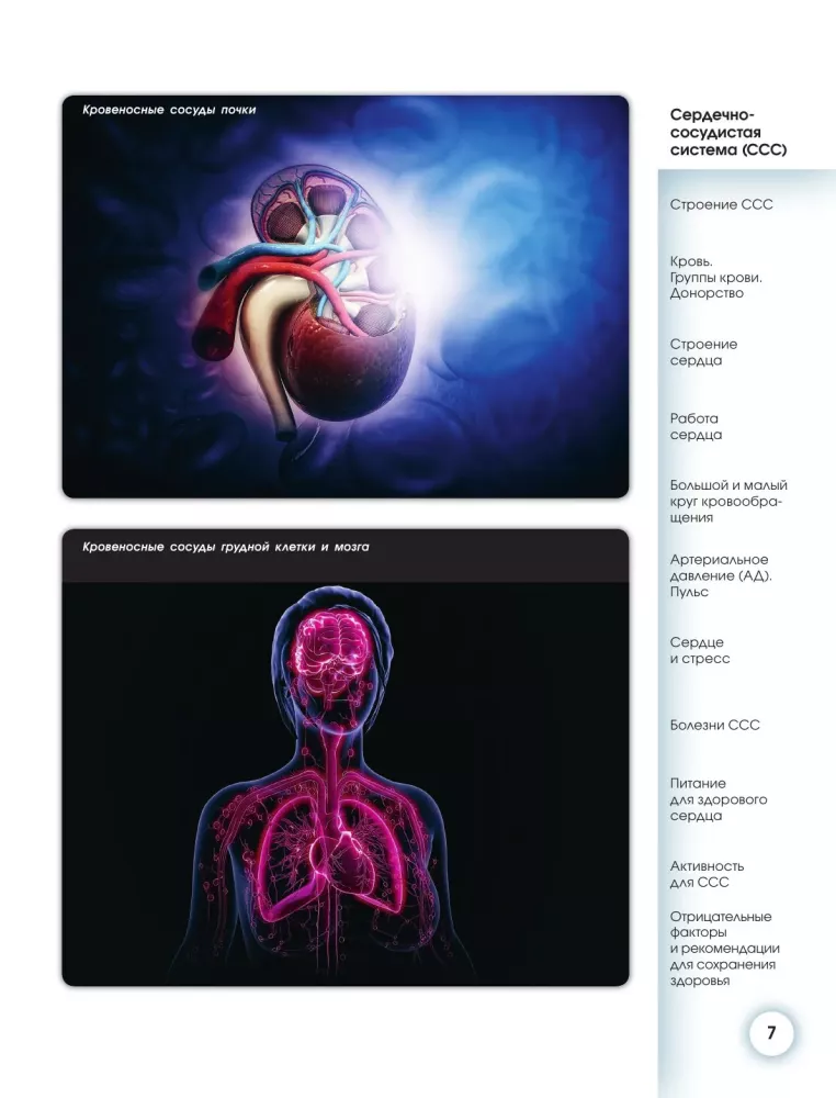 Popular Atlas of Human Anatomy. Cardiovascular System