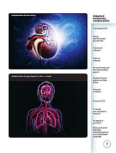Popular Atlas of Human Anatomy. Cardiovascular System