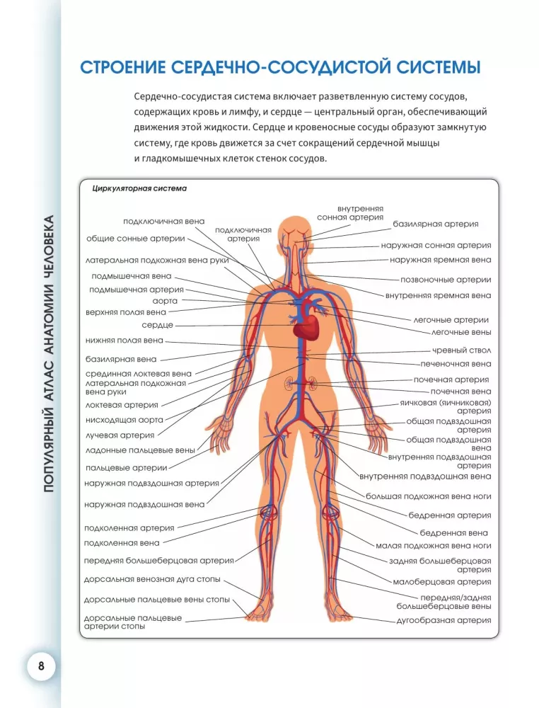 Popular Atlas of Human Anatomy. Cardiovascular System