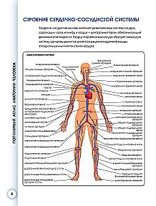 Popular Atlas of Human Anatomy. Cardiovascular System