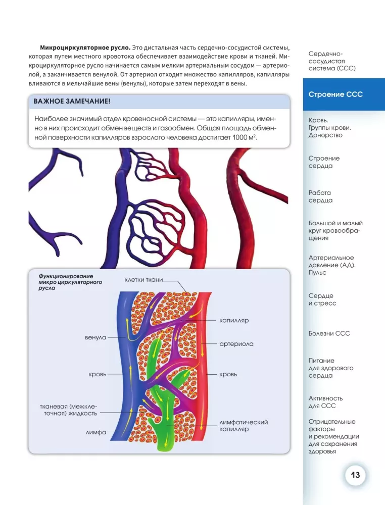 Popular Atlas of Human Anatomy. Cardiovascular System