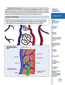 Popular Atlas of Human Anatomy. Cardiovascular System