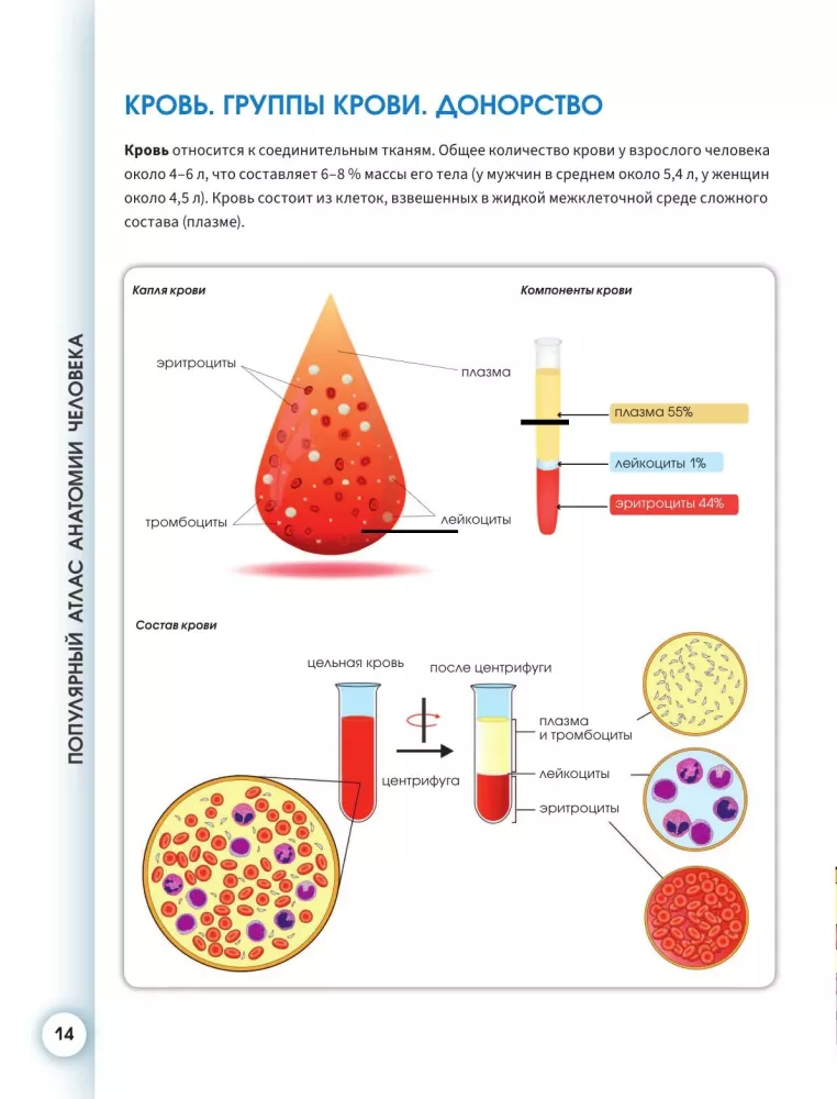 Popular Atlas of Human Anatomy. Cardiovascular System