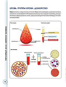 Popular Atlas of Human Anatomy. Cardiovascular System
