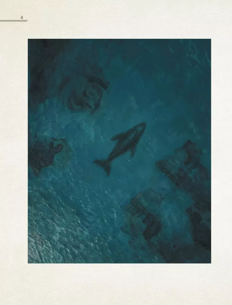 Whales. The Unexplored Mind. The History of Evolution and Recent Research on the Intelligence of Marine Giants