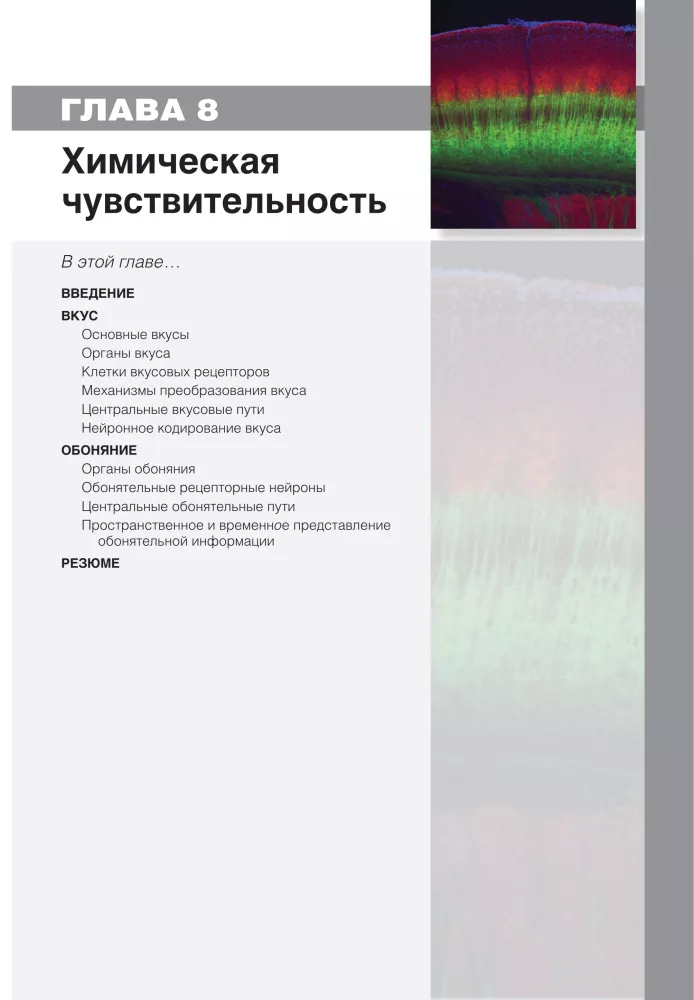 Neuroscience. Study of the Brain. Volume 2. Sensory and Motor Systems