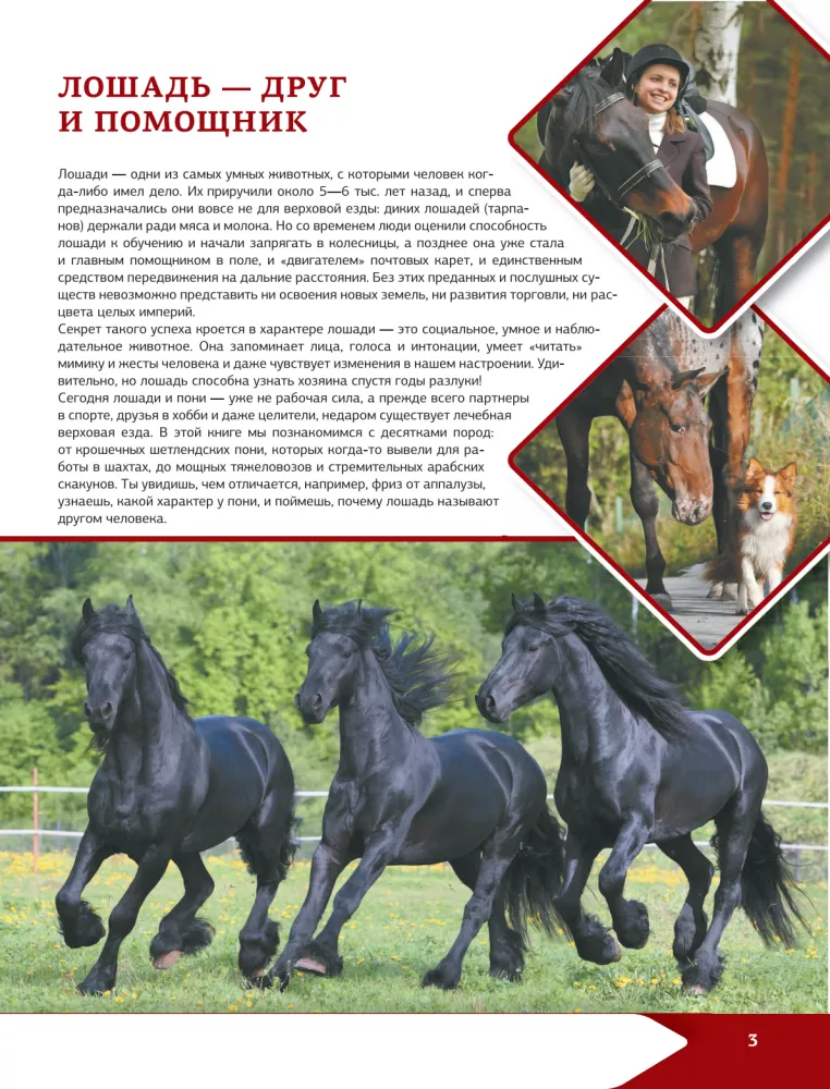 Horses and Ponies