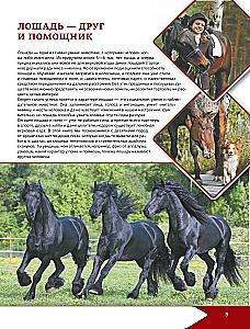 Horses and Ponies