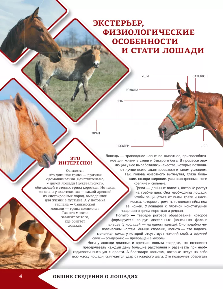 Horses and Ponies