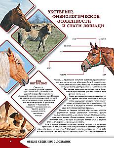 Horses and Ponies