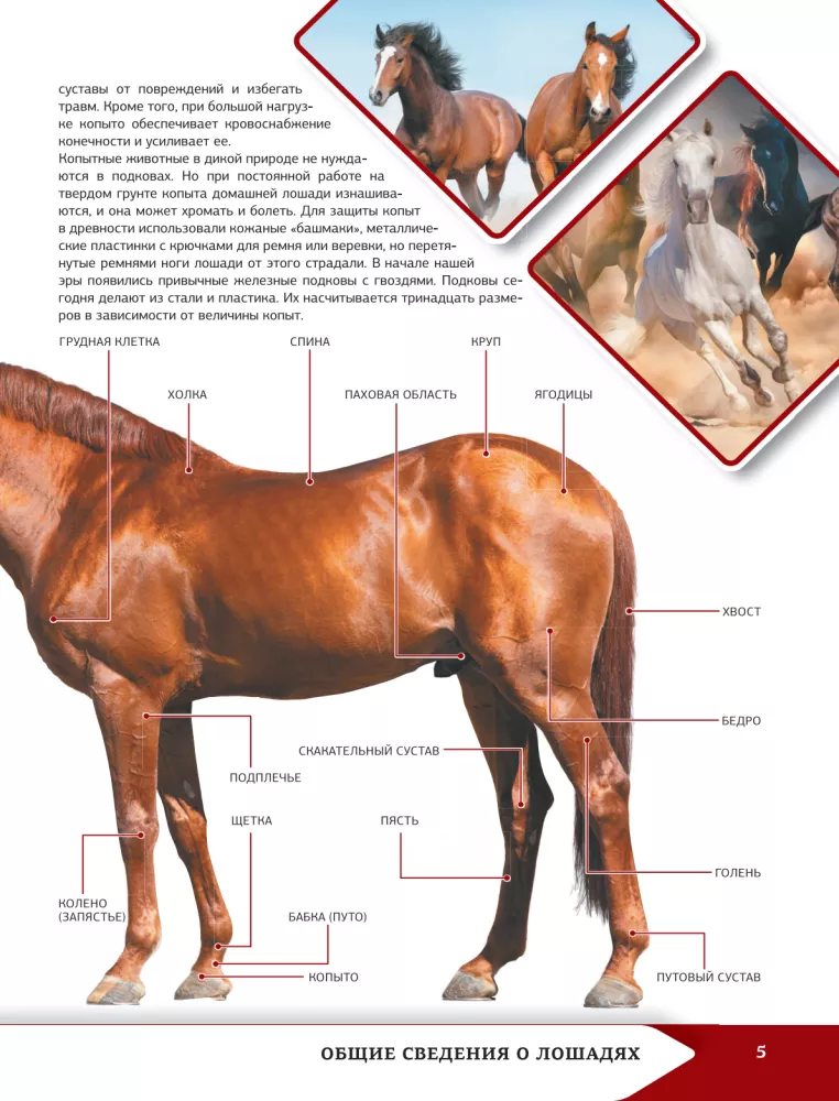 Horses and Ponies