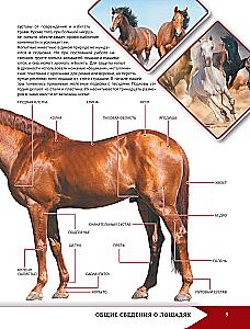Horses and Ponies
