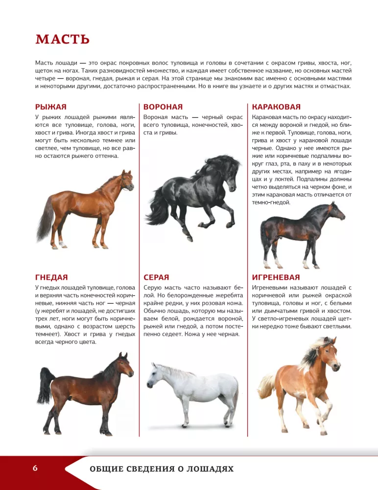 Horses and Ponies
