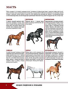 Horses and Ponies