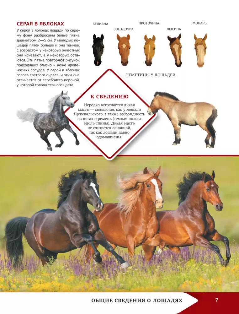 Horses and Ponies