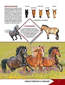 Horses and Ponies