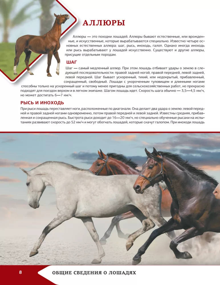 Horses and Ponies