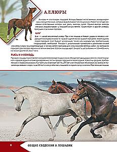 Horses and Ponies