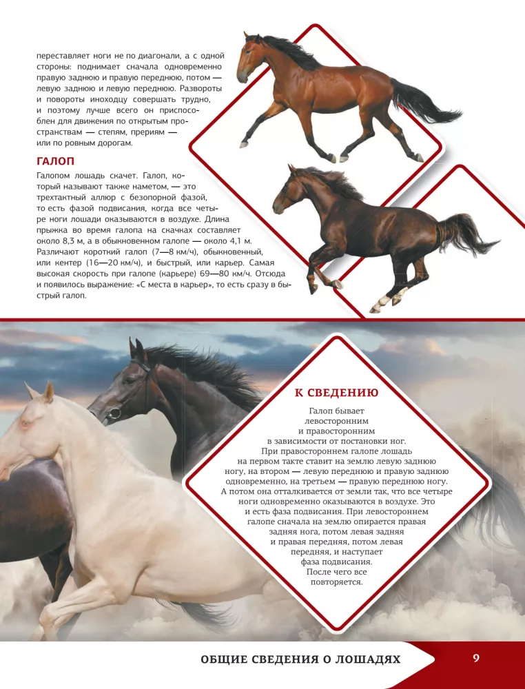 Horses and Ponies
