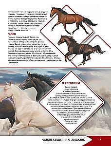 Horses and Ponies