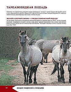 Horses and Ponies