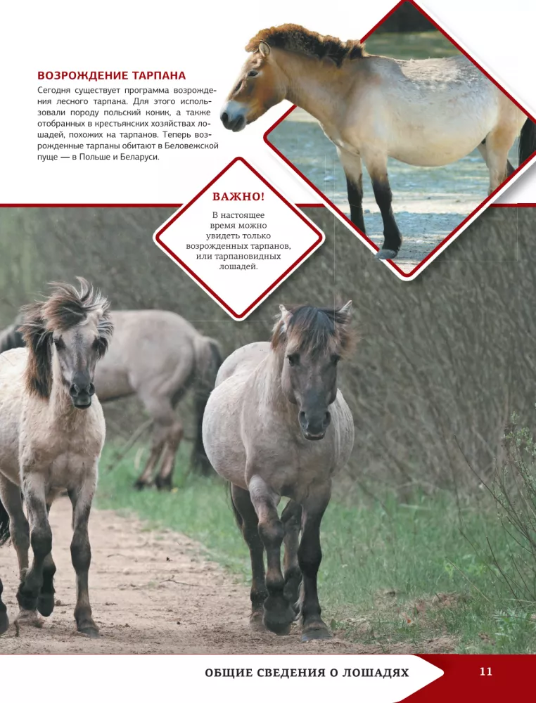 Horses and Ponies