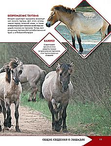 Horses and Ponies